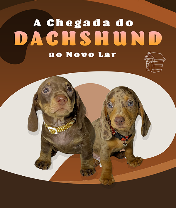 Guia dos Dachshund