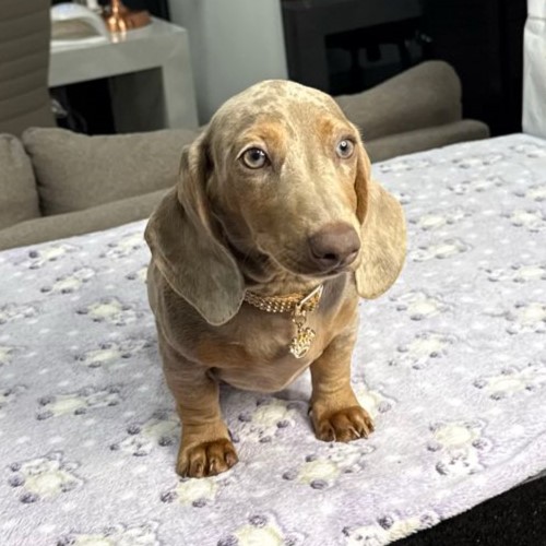 Dachshund Arlequim Isabella
