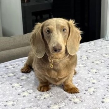 Dachshund Isabella
