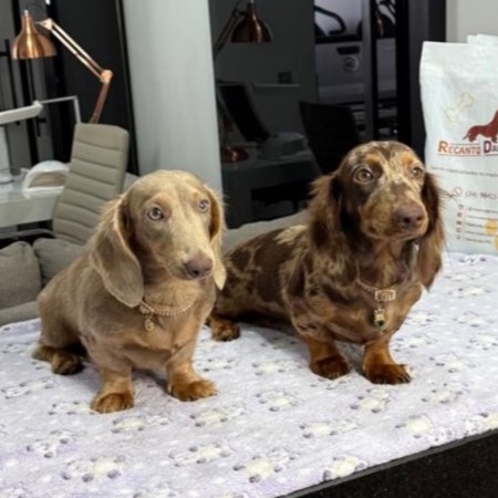 Dachshund Pelo Longo